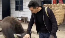 水牛视频,探索自然奇观，感受生命力量